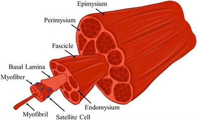 Porous biomaterial scaffolds for skeletal muscle tissue engineering